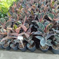 انواع فیکوس و بنسای جیسینگ|گل و گیاه طبیعی|رشت, حمیدیان|دیوار