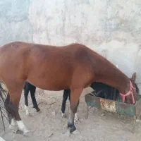 اسب و کره اسب|اسب و تجهیزات اسبسواری|خرمآباد, |دیوار