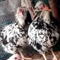 تخممرغ گلین نطفه دار صدرصد|حیوانات مزرعه|یزد, |دیوار