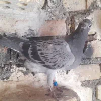 جوجه پلاکی هیچ پر