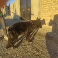 واگذاری فوری سگ های اصیل|سگ|تهران, ترمینال غرب|دیوار