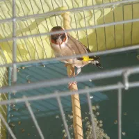 سهره