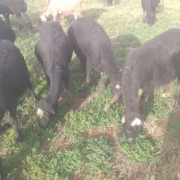 فروش طلای سیاه|حیوانات مزرعه|صوفیان, |دیوار