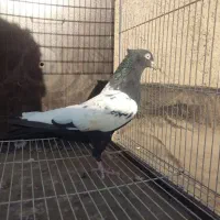 ۲تا سینه نر جفت زرد نرو ماده 1سارنر مشکی ماده|پرنده|مشهد, کارمندان دوم|دیوار