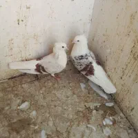 کفتر پشتدار و سرور|پرنده|پاکدشت, پاکدشت (مامازند)|دیوار