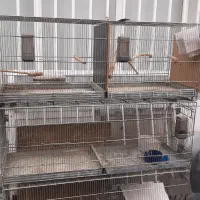 قفس پرنده/قفس شش خون/قفس پرون