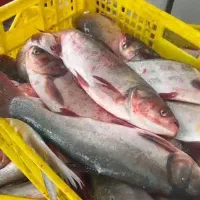 فروش ماهی ارزان تر ازمرغ