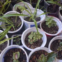 گل طبیعی خانگی و قلمه ریشه دار در خاک