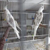 جفت عروس هلند ادرس برازجان|پرنده|برازجان, |دیوار