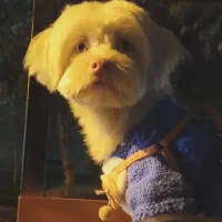 شیتزو کراس آلبینو|سگ|کرج, شهرک اوج|دیوار