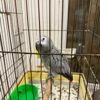 کاسکوسخنگو|پرنده|مشهد, هنرستان|دیوار