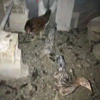 نوچه مرغ باکبوتر