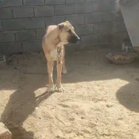 واگذاری توله|سگ|رضویه, |دیوار