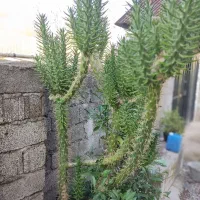 تعدادی گل به فروش میرسد|گل و گیاه طبیعی|کیاشهر, |دیوار