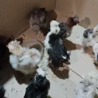 جوجه نژاد دار