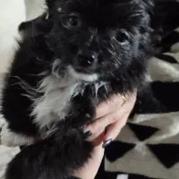 سگ پامرین|سگ|الوند, |دیوار