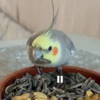 عروس هلندی گم شده