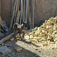 سگ افغان|سگ|دشتابی, |دیوار