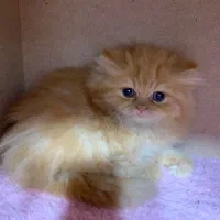 بریتیش گارفیلدی لانگ هیر|گربه|رشت, چله خانه|دیوار