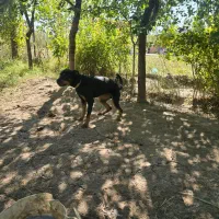 یک عدد رت وایلر اصل برای نگهبان باغ کارخانه جات