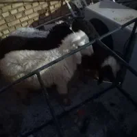 بره شیری|حیوانات مزرعه|مسجد سلیمان, |دیوار