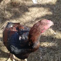 جوجه خروس لاری و مرغ|حیوانات مزرعه|خاش, |دیوار