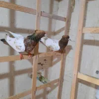 کبوتر.کله هفت رنگ