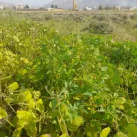 کاه ماشک