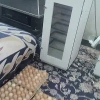 دستگاه جوجه کشی هدایت