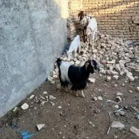 دوراس بز شیرا یک زایده ویک بزغاله