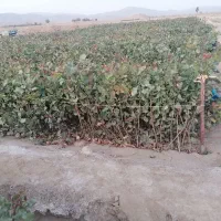 فروش نهال پسته|خدمات باغبانی و درختکاری|حنا, |دیوار