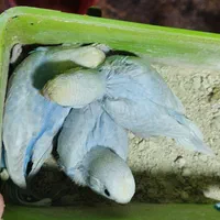 جوجه عروس هلندی سرلاکی  کوتوله  مرغ عشق و فنچ مولد|پرنده|تبریز, |دیوار