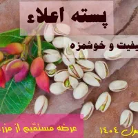 فروش پسته اعلای خام محصول ۱۴۰۴ مستقیم از مزرعه