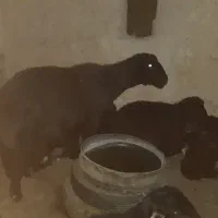 قوچ هایه قزل