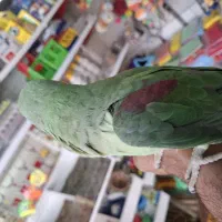 جوجه شاه طوطی ۵ ماهه|پرنده|فردیس, شهرک وحدت|دیوار