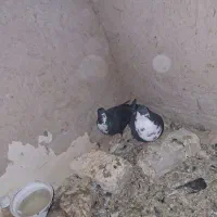 کبوتر|پرنده|تربت‌حیدریه, طالقانی|دیوار