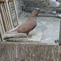 کبوتر زرد دم سفید