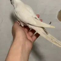 طوطی آروم و سرحاله عروس هلندی ۳ ماهه