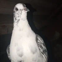 کبوتر|پرنده|رشت, منظریه|دیوار