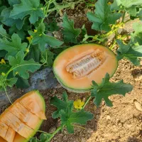 ملون خربزه جانا صادراتی