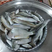 تور ماهیگیری حشینه|ماهیگیری|چغادک, |دیوار