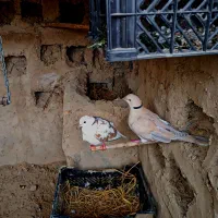 کپوت .کف ت ر