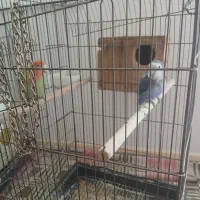 یک جفت طوطی برزیلی سخنگو دستی|پرنده|شهریار, شهرک نماز (دینار آباد)|دیوار