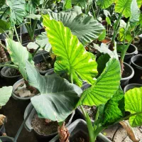 فروش گل و گیاه زینتی|گل و گیاه طبیعی|قدس, شهرقدس|دیوار