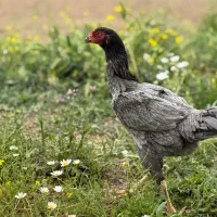 مرغ لاری طوسی
