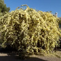 باغ شهری بیضا