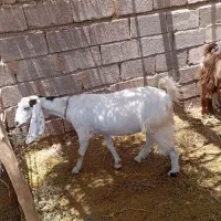 بز فروشی|حیوانات مزرعه|یزدان شهر, |دیوار