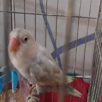 طوطی برزیلی