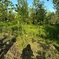 زمین باغی در لوکلایه