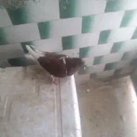 کبوتر اشعل نر|پرنده|اندیمشک, |دیوار